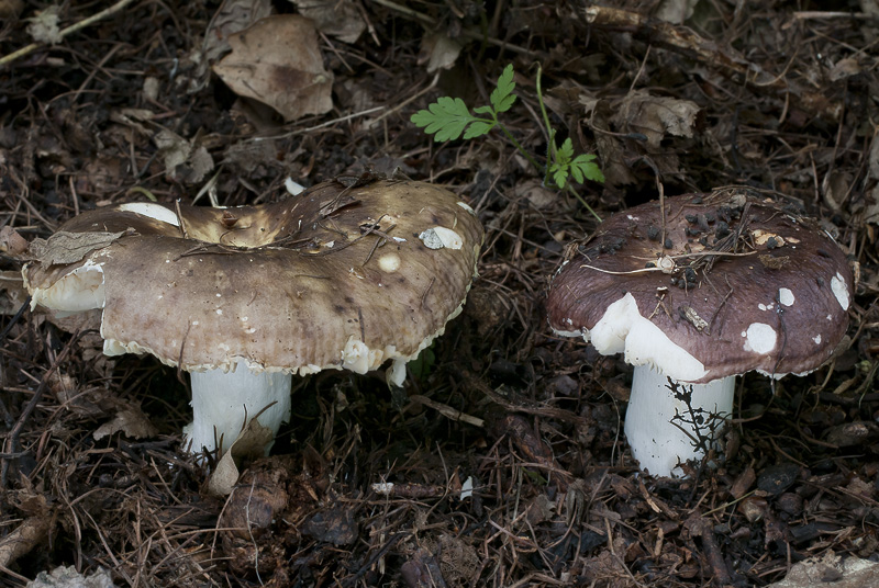 Russula carpini